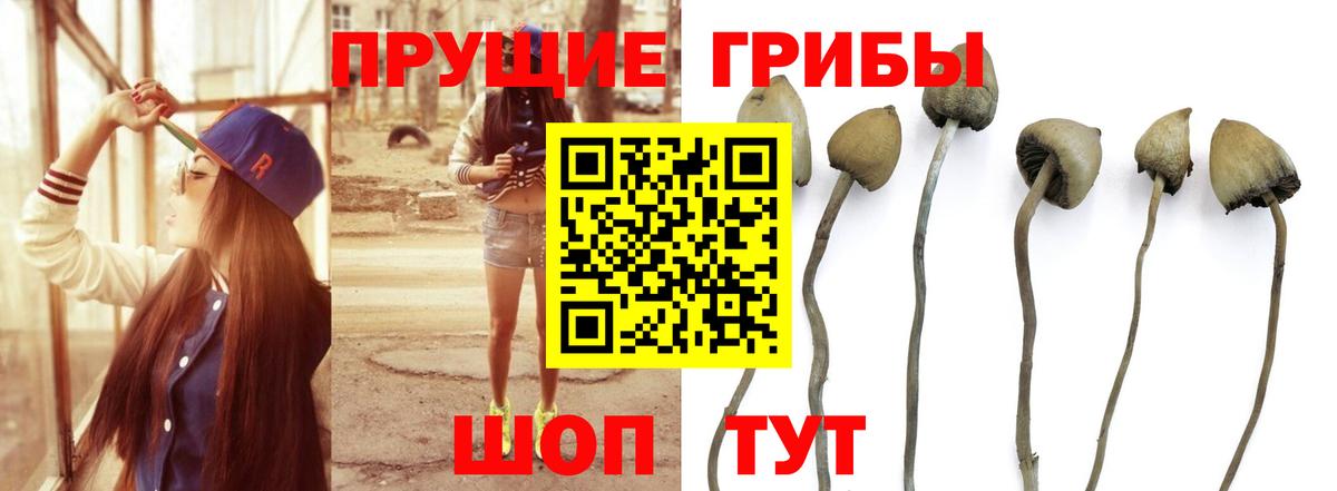 Псилоцибиновые грибы ЛСД  Галлюциногенные грибы Cubensis  Вход с VPN  Белореченск 